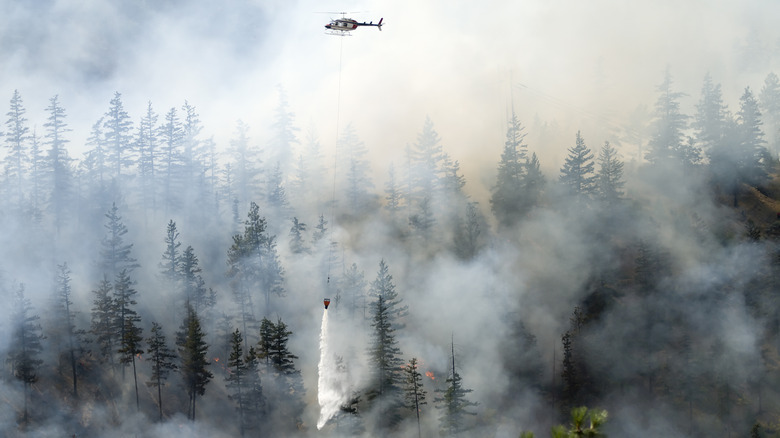 Helicopter drops water onto forest
