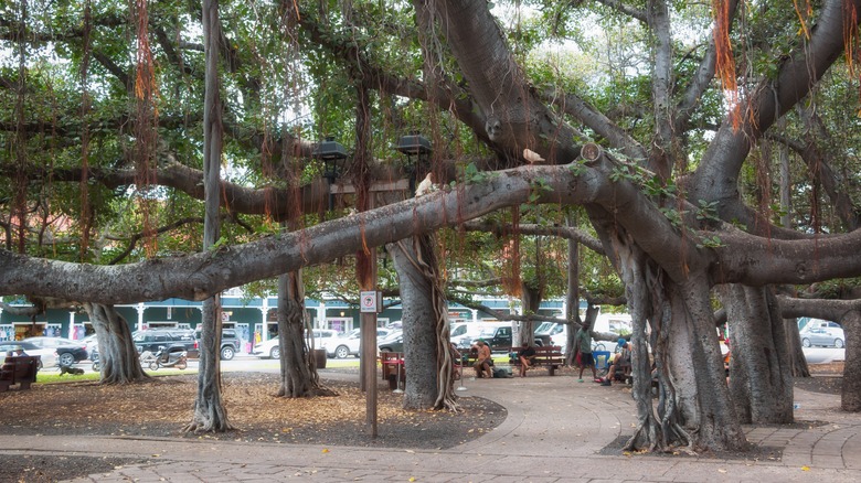 Lahaina Banyan park