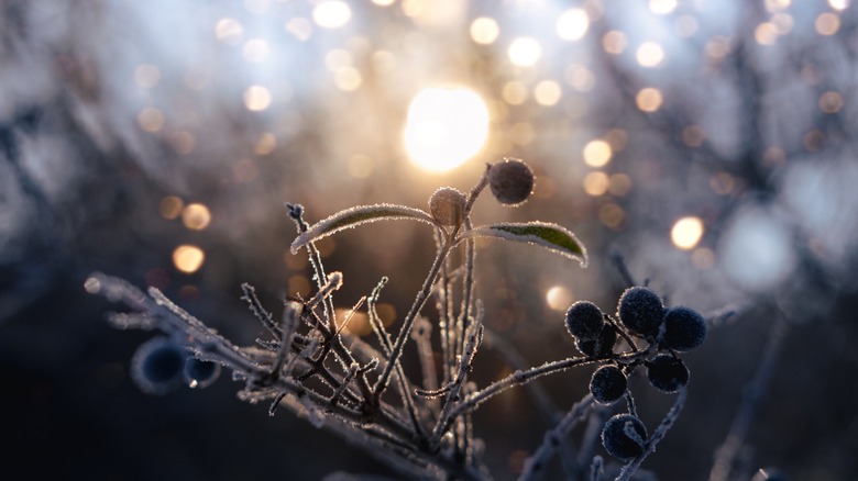 Frostbitten plant in winter morning 