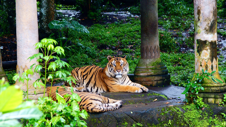 tigers in overgrown ruins