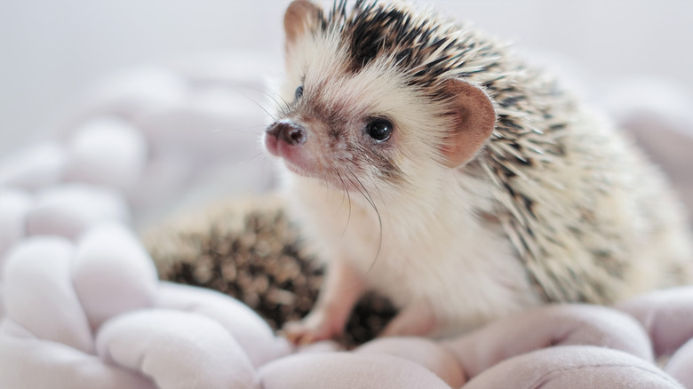 African Pygmy hedgehogs white