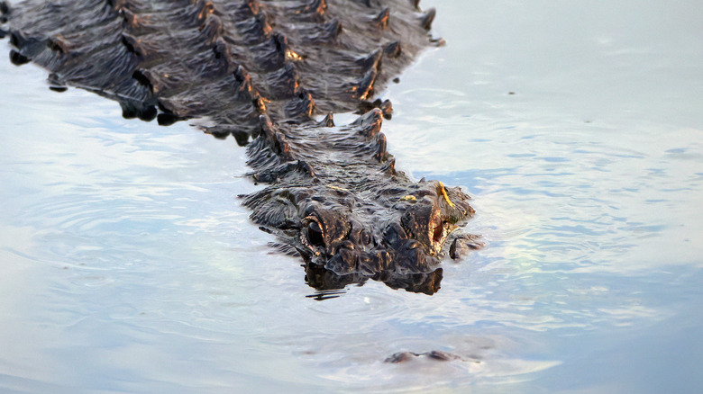 alligator underwater ambush 