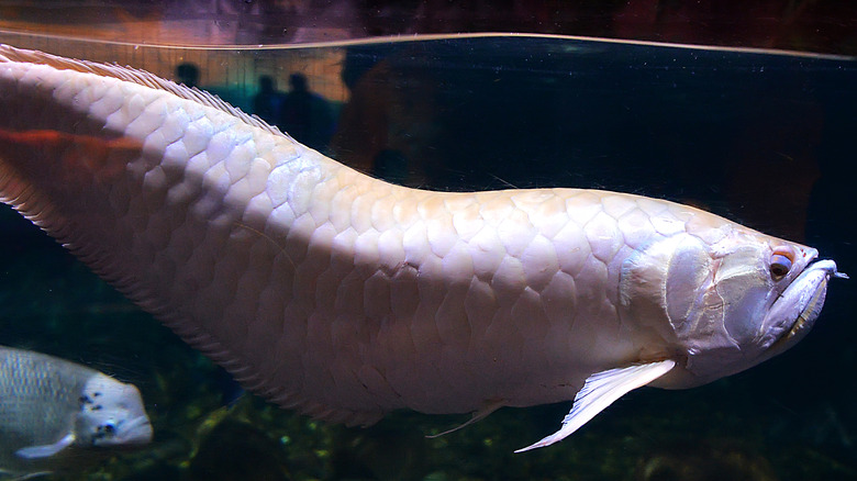 asian arowana albino dragon swimming