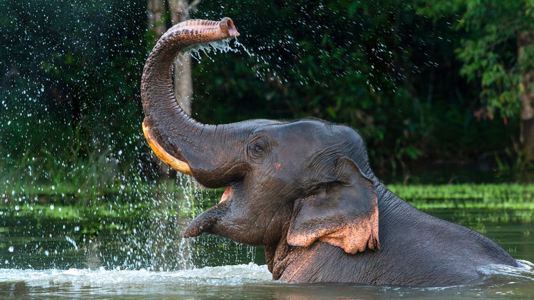 asian elephant splash