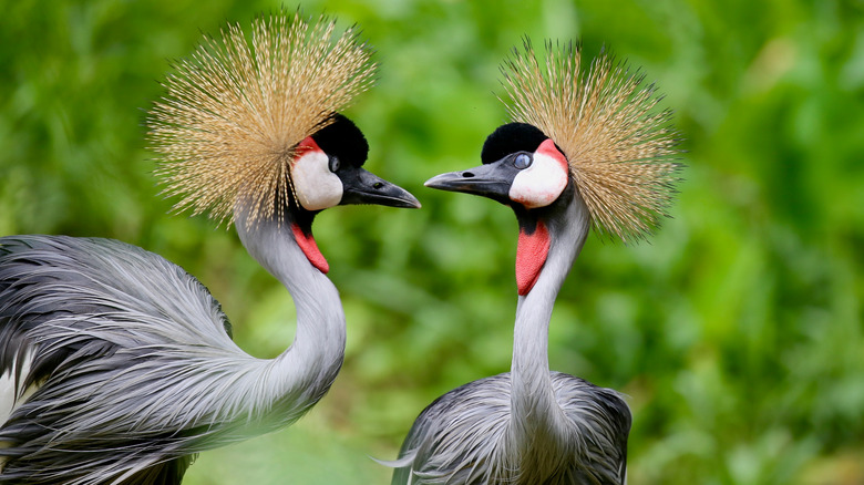 gray crowned cranes looking at each other