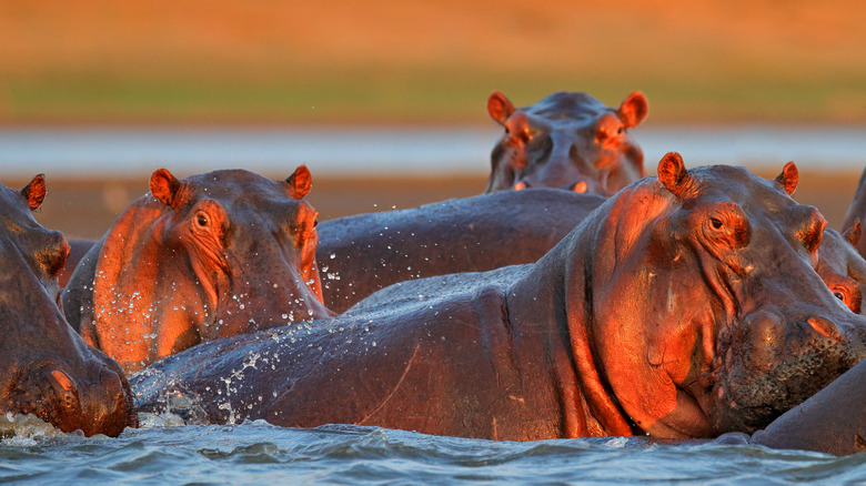 sunset hippos water 