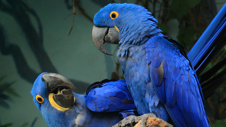 blue hyacinth macaws looking at each other