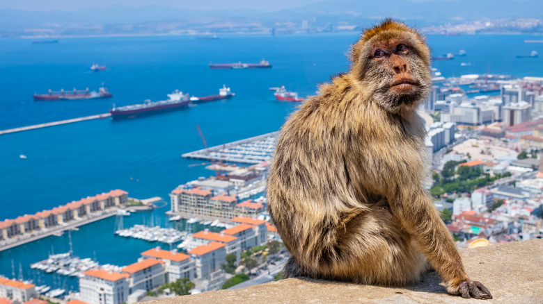 barbary macaque city ocean