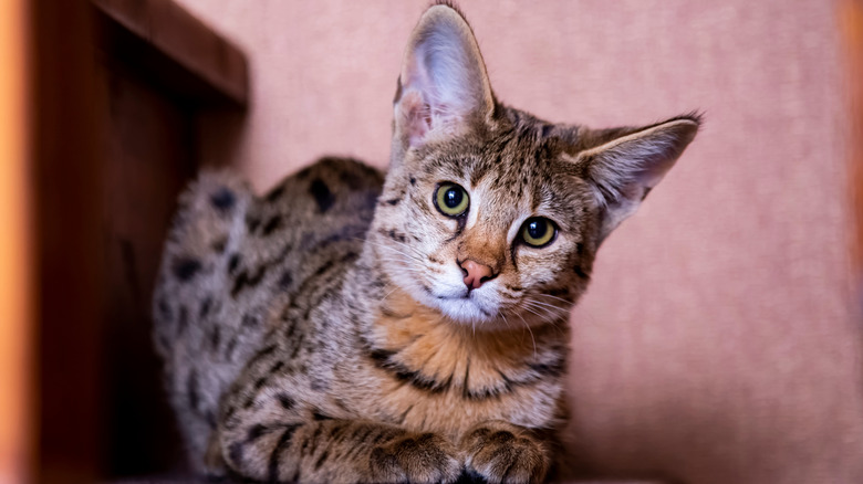 f1 savannah cat head tilt