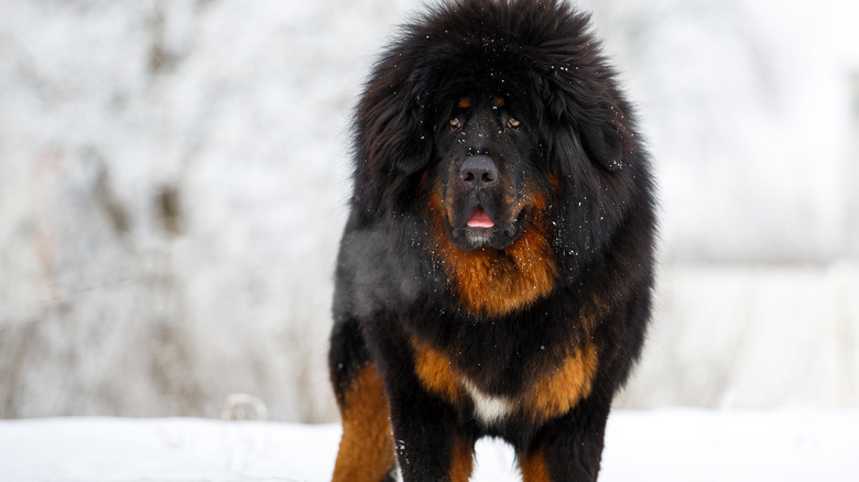 snow black Tibetan mastiff  