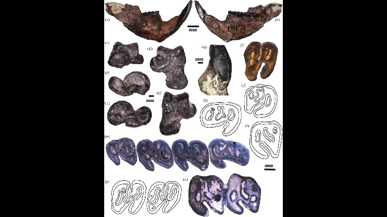 Microtheriomys articulaquaticus fossils 