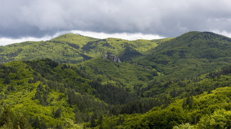 Dense, giant green forest