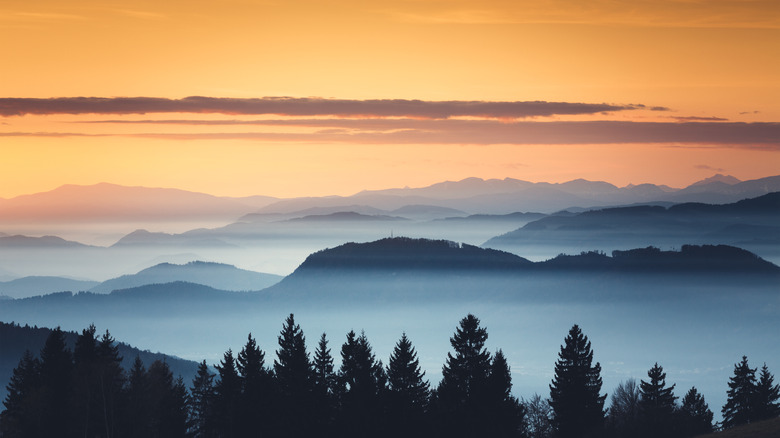 Forest at sunset