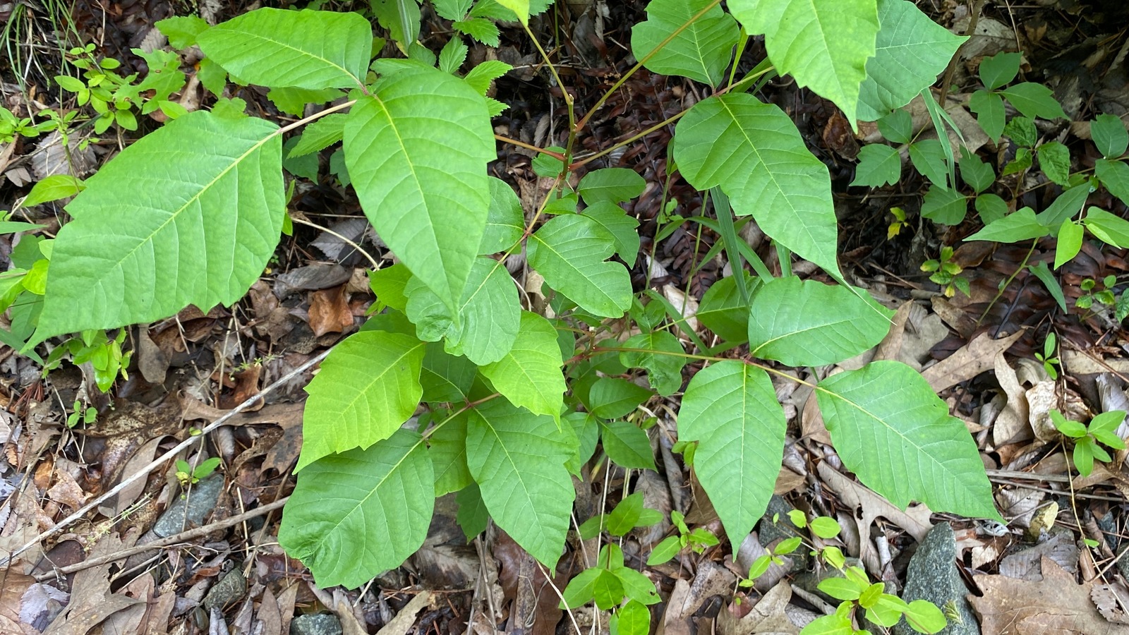 How To Tell The Difference Between Poison Ivy Poison Oak And Poison Sumac