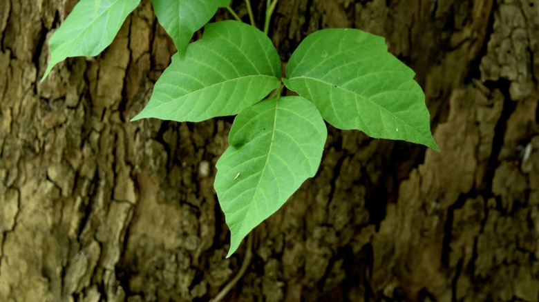 Ivy leaves grow over bark