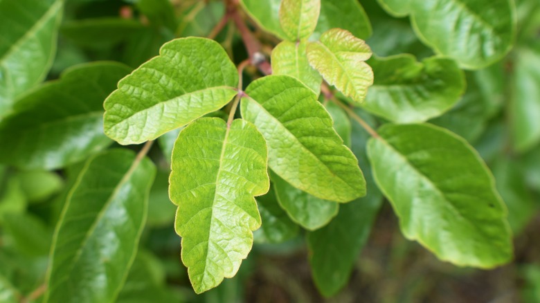 Poison oak leaves catch sun