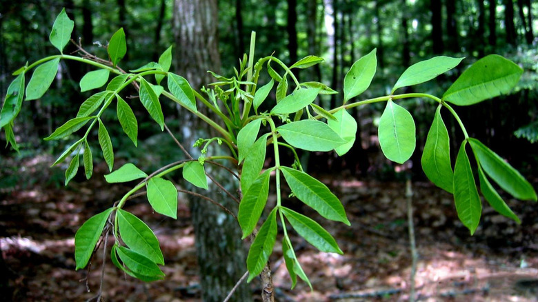 Poison sumac leaves droop