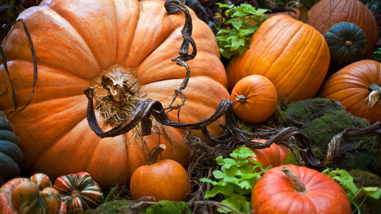 Pumpkin assortment