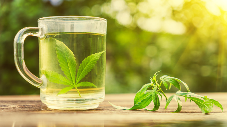 Cannabis leaf in tea