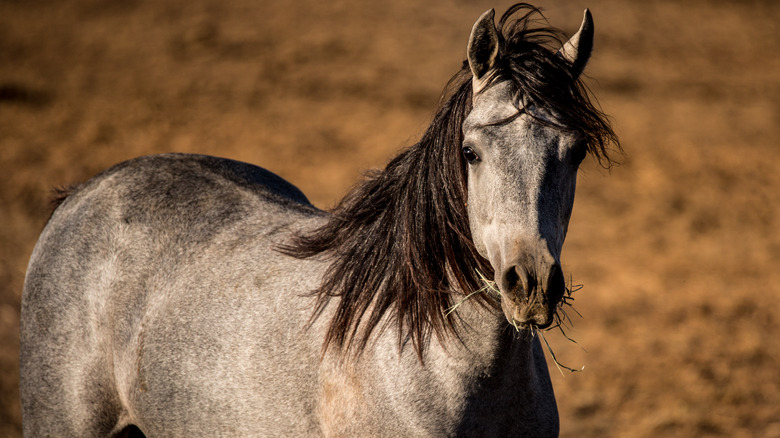 Horse dirt background