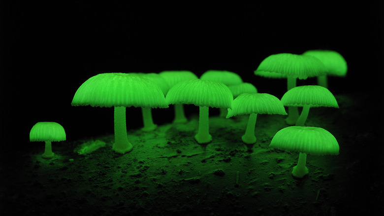 bioluminescent fungi