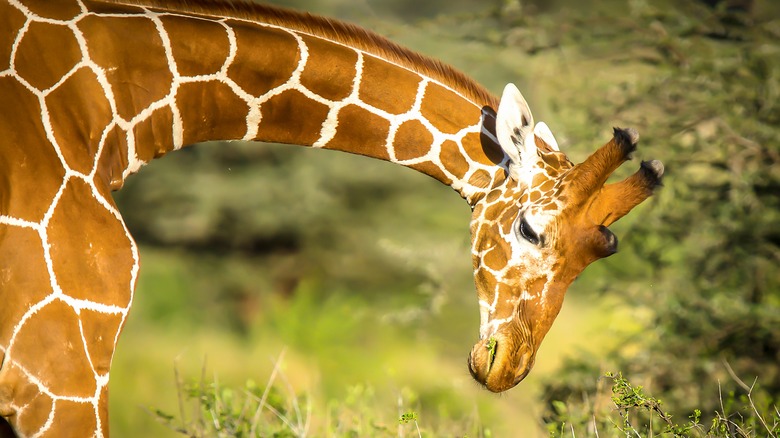 A giraffe bends its neck