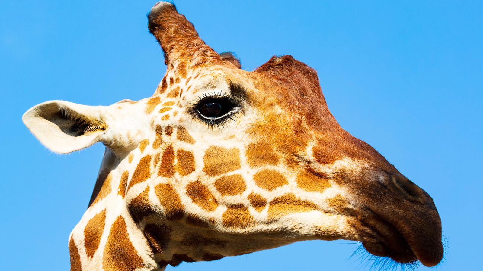 humans-and-giraffes-have-the-same-number-of-bones-in-this-part-of-the-body