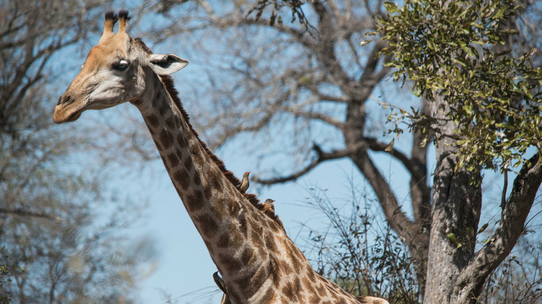 A giraffe walking through trees