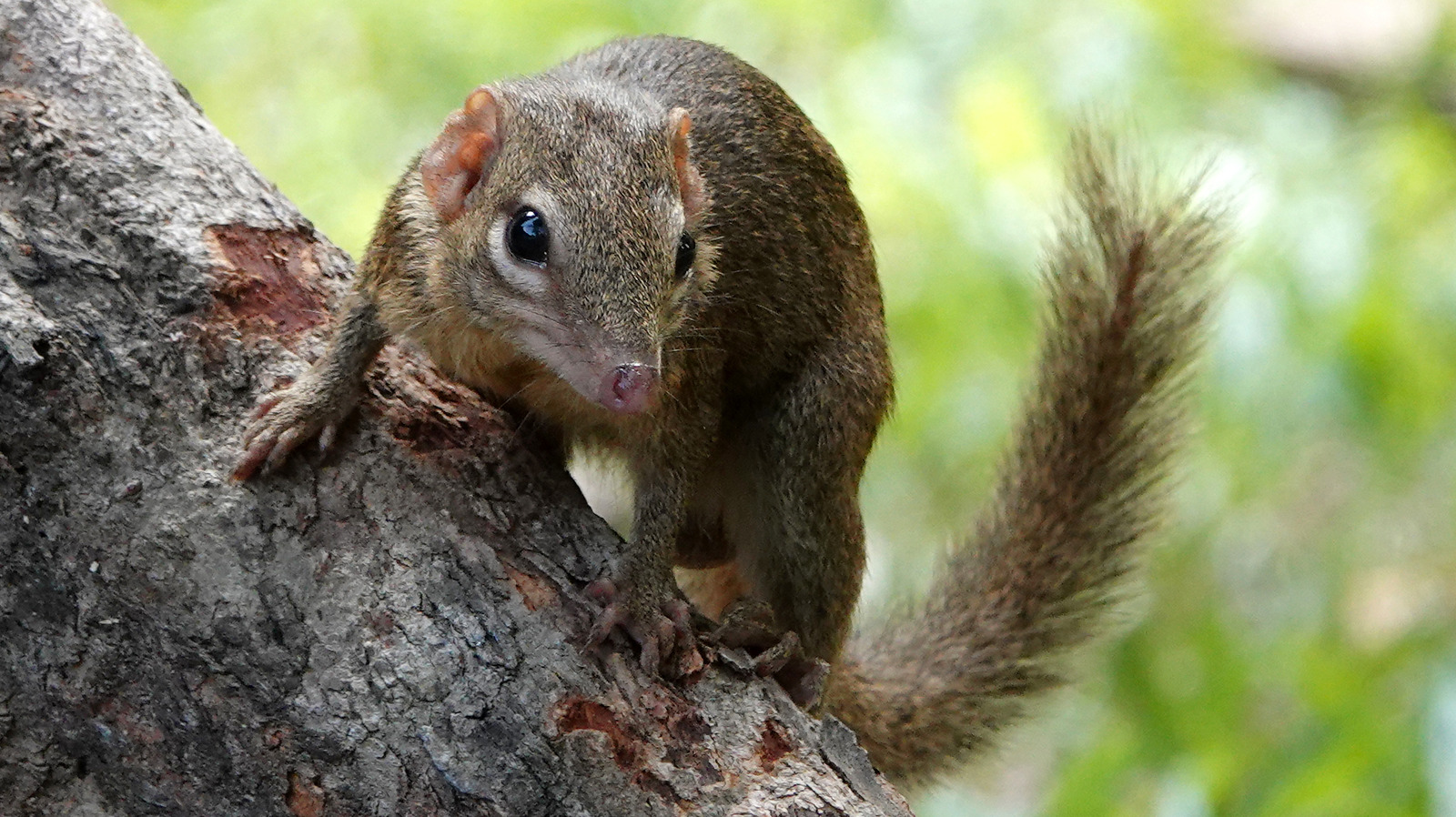 Humans And Tree Shrews Share An Unexpected Eating Habit