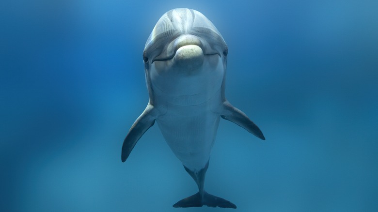 A bottlenose dolphin 