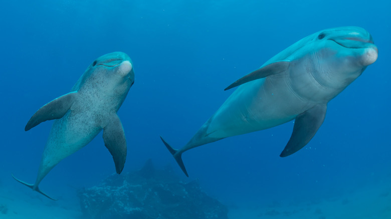 A pair of dolphins swimming in the Red Sea