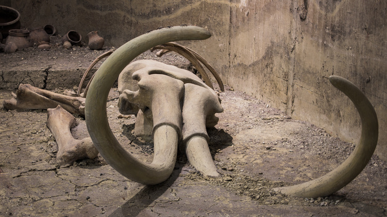 mammoth skull bones in the ground