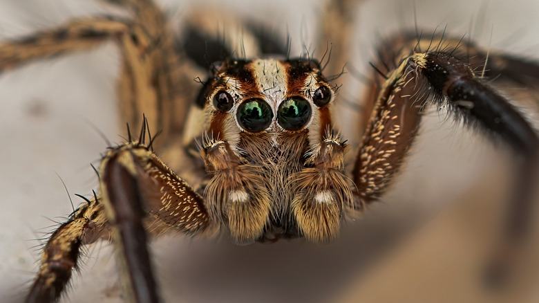 jumping spider