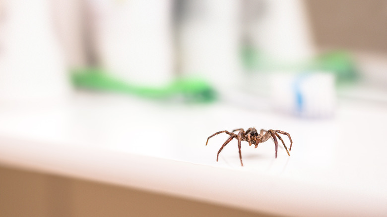 spider on counter