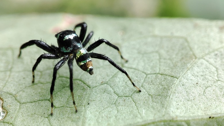 spider on a leaf