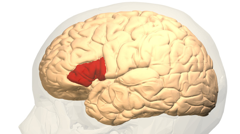 The Broca's area within the human brain.