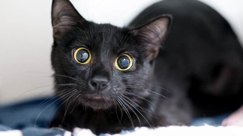 Black cat with dilated pupils