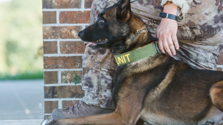 Belgian Malinois