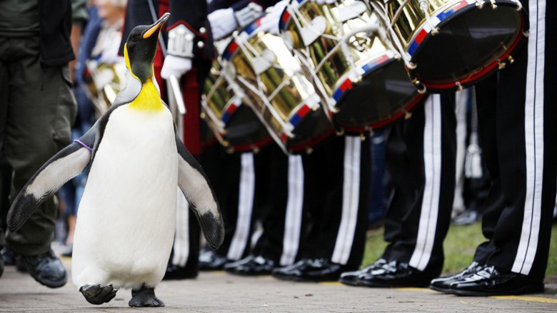 Nils Olav II