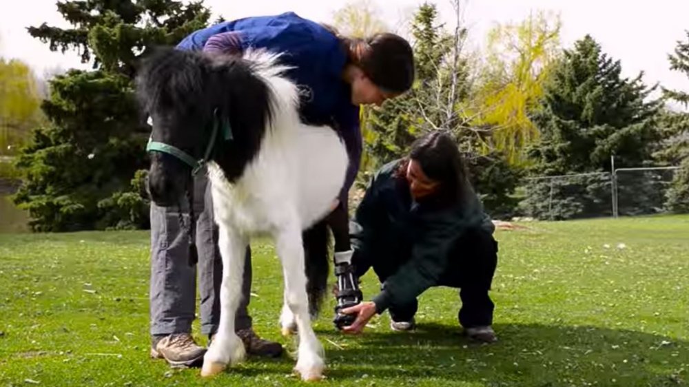 Animal prosthetics