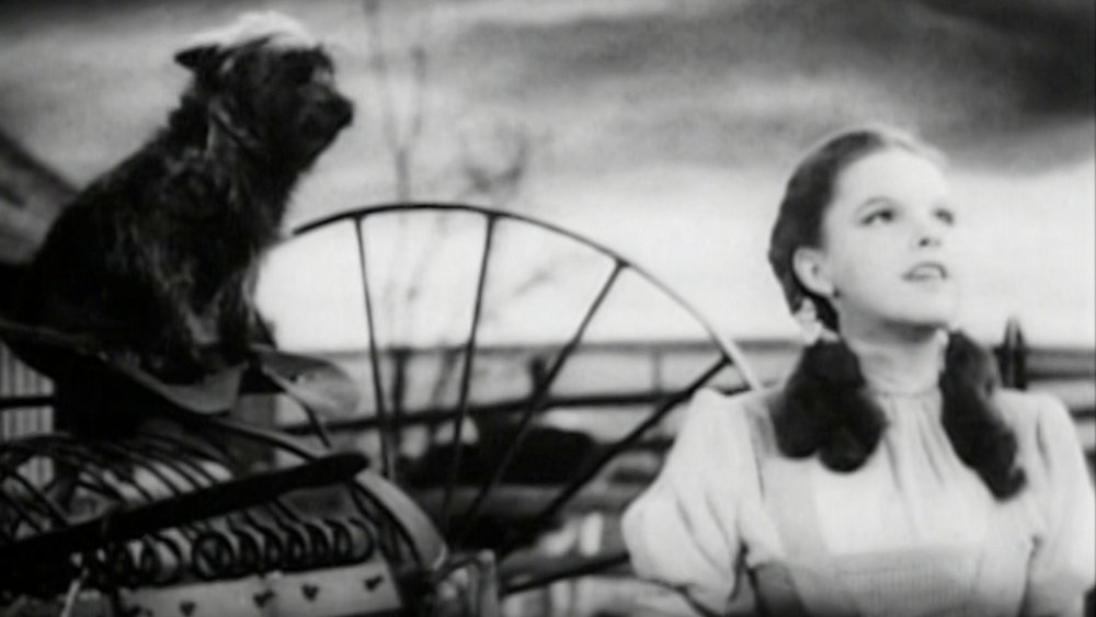 Insanely Dangerous Things That Happened On The Set Of The Wizard Of Oz 2148