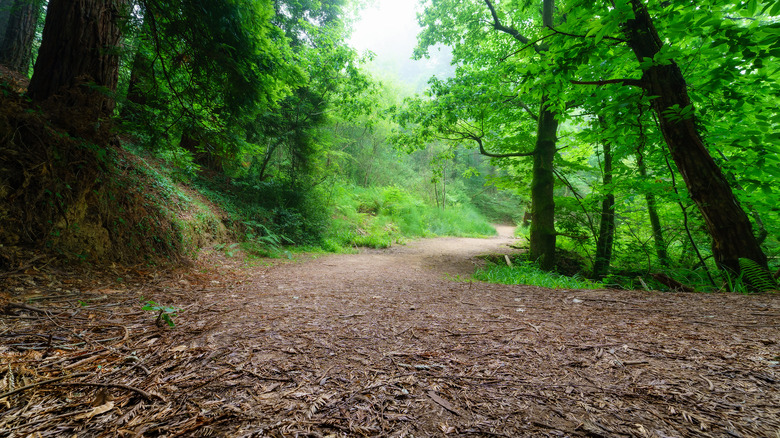 Tree grove 