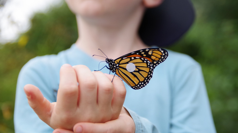 Child holding butterfly