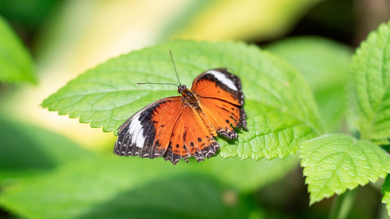 Orange butterfly