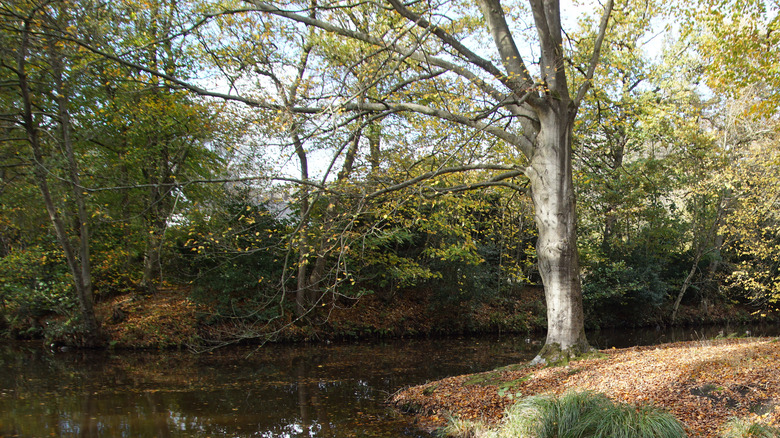 Ditch in the woods