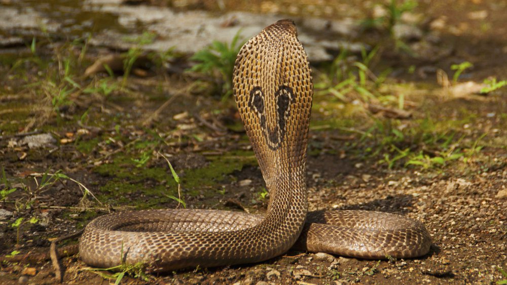 Indian cobra, back view