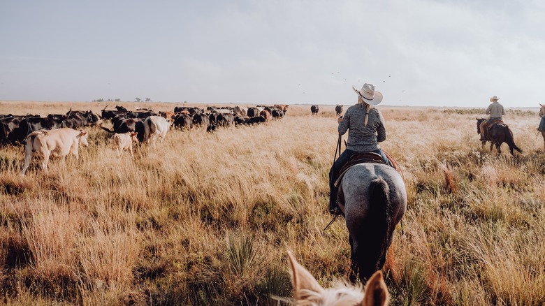 Ranchers walking with cow herd