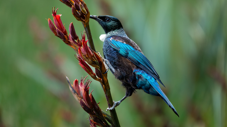 Tui bird grasping branch