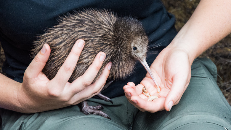 Kiwi bird eating from palm