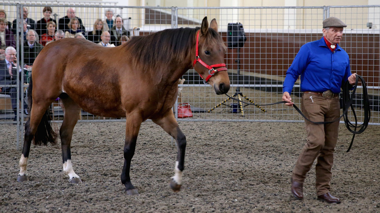 Monty Roberts demonstrates horse training 